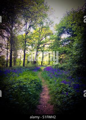 Un percorso foderato con Bluebells fotografato nel bosco in Norfolk, Regno Unito Foto Stock