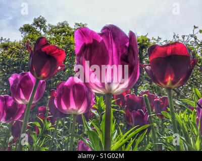 I tulipani in una giornata di sole Foto Stock