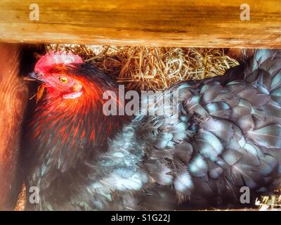 Il pollo nel pollaio la posa di un uovo, Bawdsey, Suffolk, Inghilterra. Foto Stock