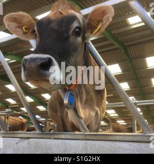 Jersey vacca in una grande stalla, Jersey, Regno Unito Foto Stock