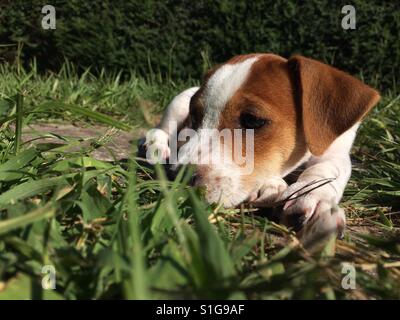 Sleepy jack russell terrier Foto Stock