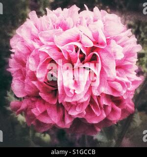 Rosa peonia di papavero in piena fioritura. Foto Stock