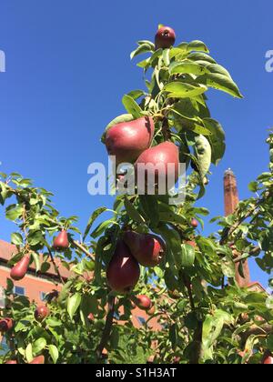 Und die Birne leuchteten weit und breit..........Die Birnen Herr von Ribbeck. Le pere di Herr von Ribbeck Foto Stock