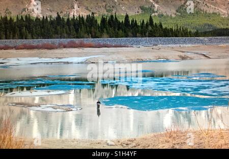 Pescatore solitario a Kananaskis Country, Alberta, Canada Foto Stock