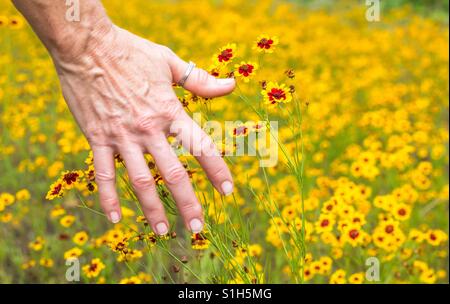 Foto orizzontale della parte posteriore di una matura donna caucasica la mano toccare luminoso giallo e rosso di fiori di campo in un campo dello stesso fiori selvatici Foto Stock