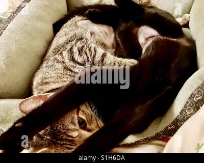 Ritratto di due belle sorella gatti una settimana dopo la chirurgia spruzzatrice, si è giovani tabby gattino con strisce di spicco, l'altra è Bombay gattino. Entrambi hanno bellissimi occhi oro 👀 Foto Stock