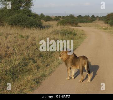 Un Fiero Leone nel Parco Nazionale di Nairobi Foto Stock