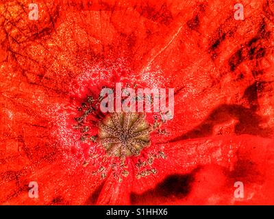 Papaver rhoeas, noto anche come comune papavero, papavero rosso o nelle Fiandre il papavero Foto Stock