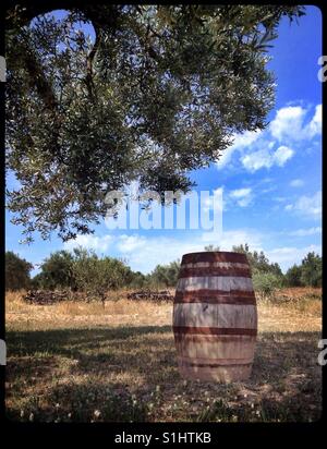 Antica botte di vino sotto un albero di olivo, Catalogna, Spagna. Foto Stock