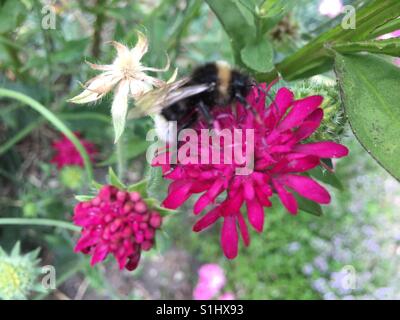 Un Ape su un fiore viola - sullo sfondo della natura Foto Stock