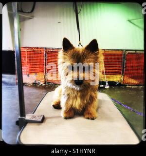 Cairn terrier in attesa di essere curato a dog show Foto Stock