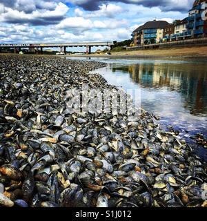 Cozze a bizzeffe. Foto Stock