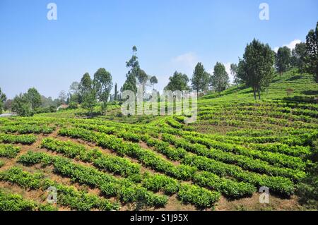 La piantagione di tè in Bandung, West Java, Indonesia Foto Stock