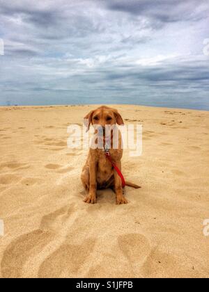 Un giallo labrador retriever cucciolo seduto da solo su una grande spiaggia deserta e guardando molto triste Foto Stock