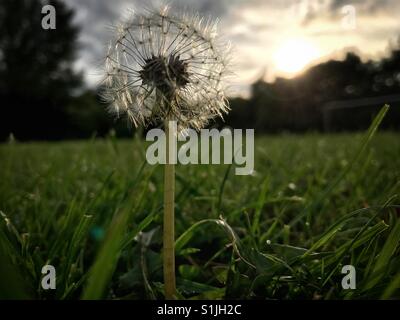 Tarassaco seme head visto dal livello del suolo contro una regolazione del sole Foto Stock