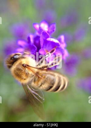 Il miele delle api impollinare un fiore di lavanda in un giorno di estate Foto Stock