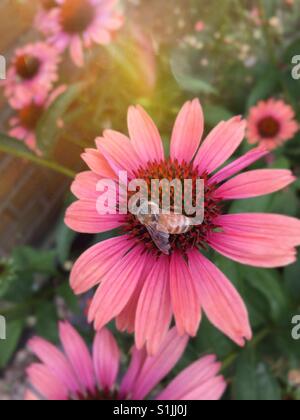 Ape su un viola coneflower, STATI UNITI D'AMERICA Foto Stock