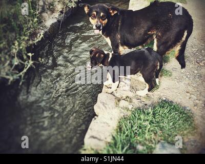 Mama cane cucciolo porta al borgo canale d'acqua in Perù Foto Stock