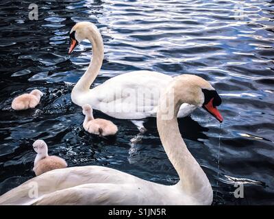 I cigni sul lago con i loro bimbi Foto Stock