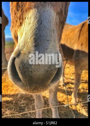 Naso di asino. Foto Stock