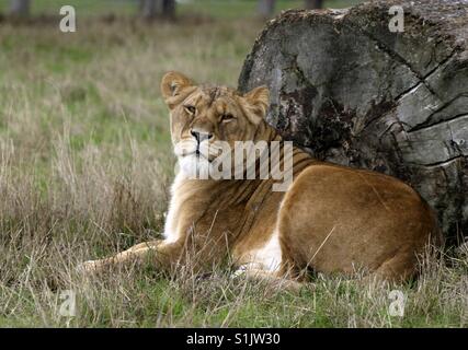 Leonessa appoggiata sotto caduti tronco di albero Foto Stock