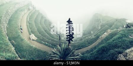 Terrazze in pietra a Machu Picchu scomparendo nella nebbia mattutina Foto Stock