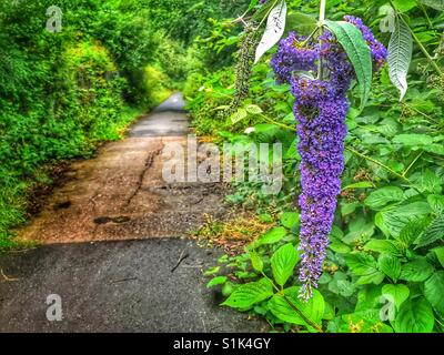 Buddleia crescita selvaggia a lato di un sentiero Foto Stock