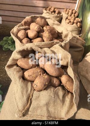 Sacchi di patate in esposizione presso il Royal Welsh Show, una delle più grandi fiere agricole in Europa (data di presa: 24 luglio 2017) Foto Stock