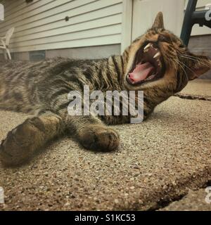 Un gatto sbadigli mentre giaceva su un patio di calcestruzzo (2) Foto Stock