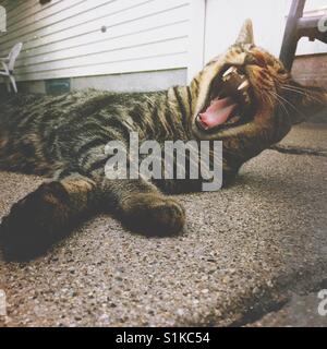 Un gatto sbadigli mentre giaceva su un patio di calcestruzzo (3) Foto Stock