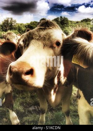 Bovini da carne Inghilterra Foto Stock