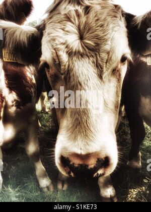 Bovini da carne, Capel St Andrew, Suffolk, Inghilterra. Foto Stock