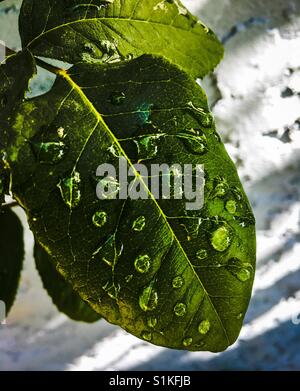 Perle di acqua sulla foglia di rose Foto Stock