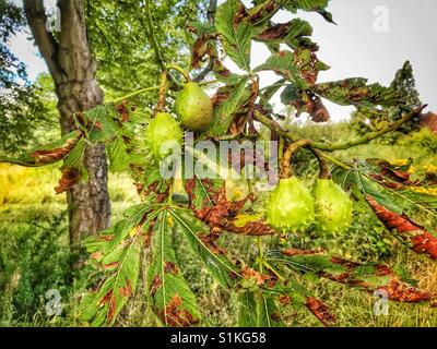 Un gruppo di conkers pendenti da un albero alla fine di luglio Foto Stock