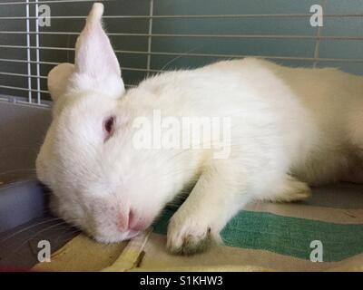 Coniglio a pelo Foto Stock