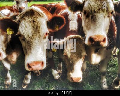 Allevamento di bovini da carne, Capel St Andrew, Suffolk, Regno Unito. Foto Stock