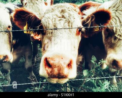 Bovini da carne, Capel St Andrew, Suffolk, Inghilterra. Foto Stock