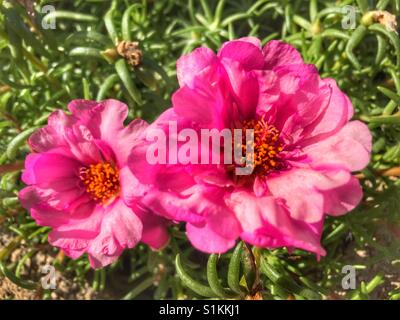 Portulaca grandiflora, noto anche come MOSS rose Foto Stock