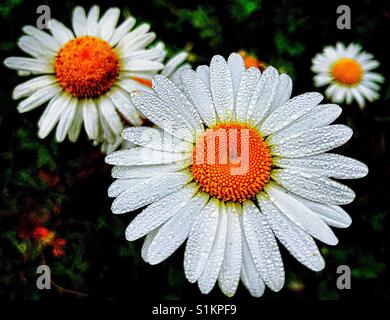 Daisy le teste dei fiori; petali contemplati nella mattina gocce di rugiada, vivacemente colorato di giallo arancione stigma. Foto Stock