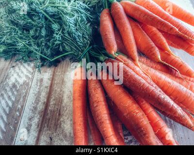 Appena raccolto carote, ancora con il verde tops, legati in mazzi Foto Stock