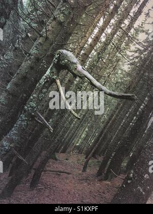 Strano albero Foto Stock