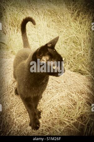 Gatto nero sulla balla di fieno con filtro vintage Foto Stock