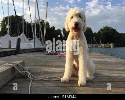 Goldendoodle, cane bianco dal lago, seduta in legno su una barca steeg con yacht e barche nel retro e il castello di Kaiserin Elisabeth chiamato Sissi, lago di Starnberg Foto Stock