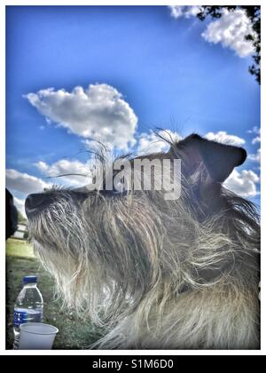 Jack Russell Terrier (profilo). Foto Stock