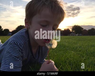 Ragazzo giovane (6 anni) soffia semi da un clock di tarassaco, giacente su erba in un parco al tramonto Foto Stock