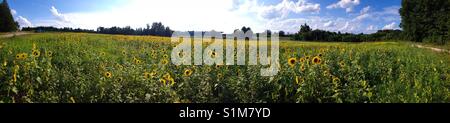 Vista panoramica del soleggiato Campo di semi di girasole in pieno sole sotto il cielo blu e soffici nuvole in Carolina del Nord Foto Stock
