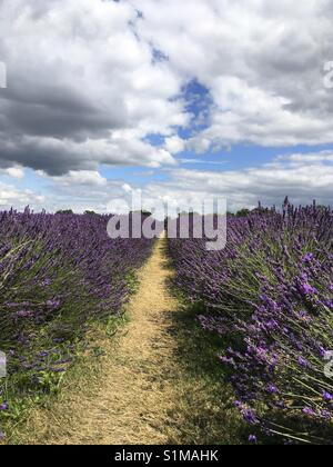 Campi di lavanda in una giornata di sole a Mayfield Fattoria di Lavanda in Inghilterra. Foto Stock