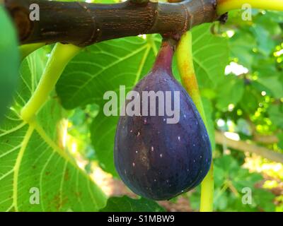 Ripe fig su albero, close up Foto Stock