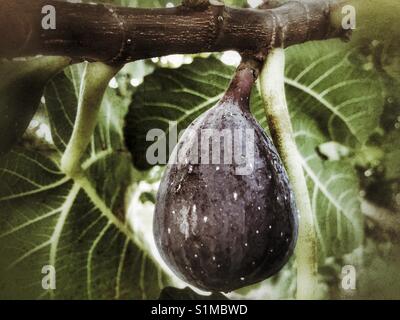 Ripe fig su albero, close up Foto Stock