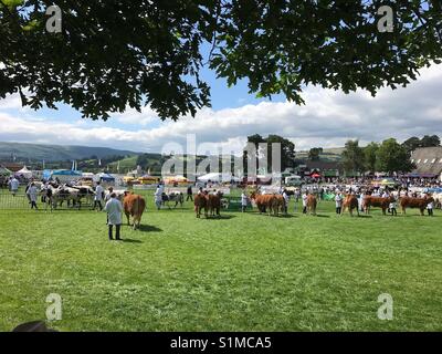 Royal Welsh Show, Builth Wells, Galles - Agosto 2017: a giudicare dei bovini di concorrenza in atto nell'anello Foto Stock